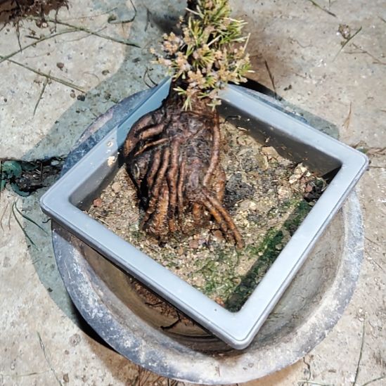 红陶精品矮霸老桩松树