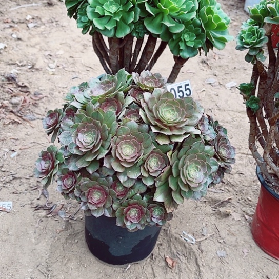 055万圣节掐心爆崽老桩法师