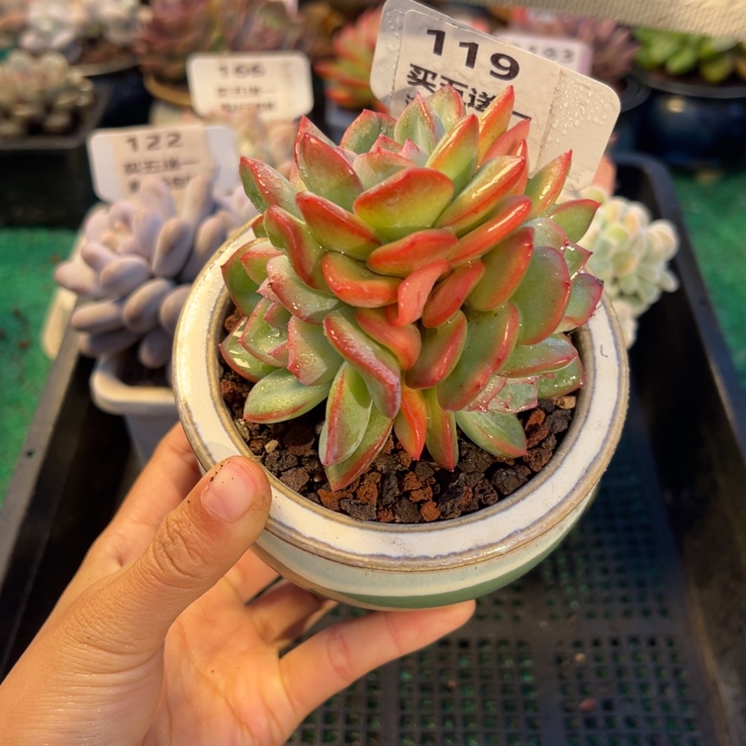 表妹精品多肉植物119.