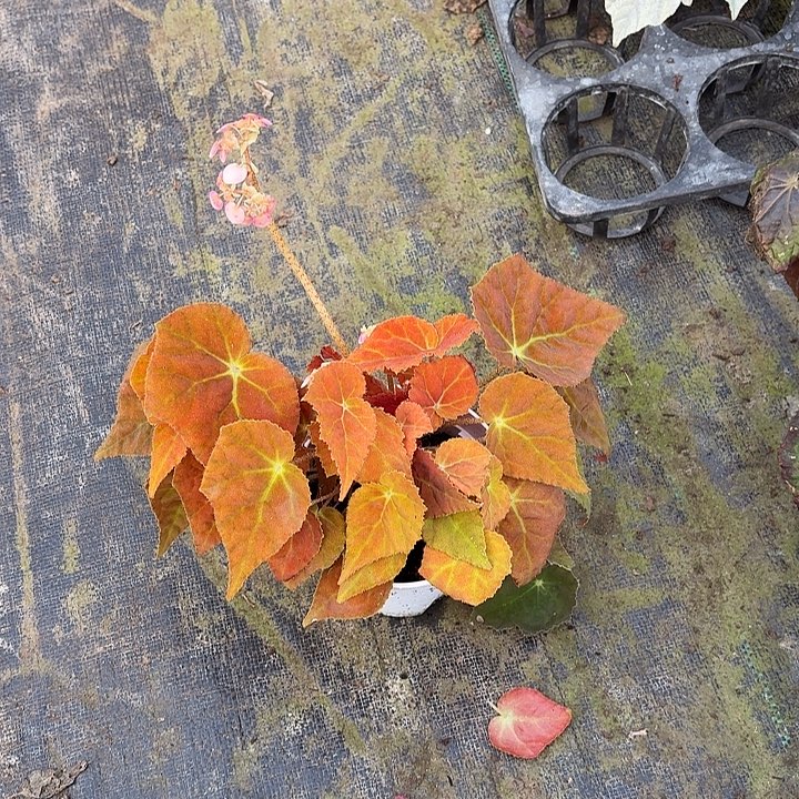 完全开放秋之华秋海棠