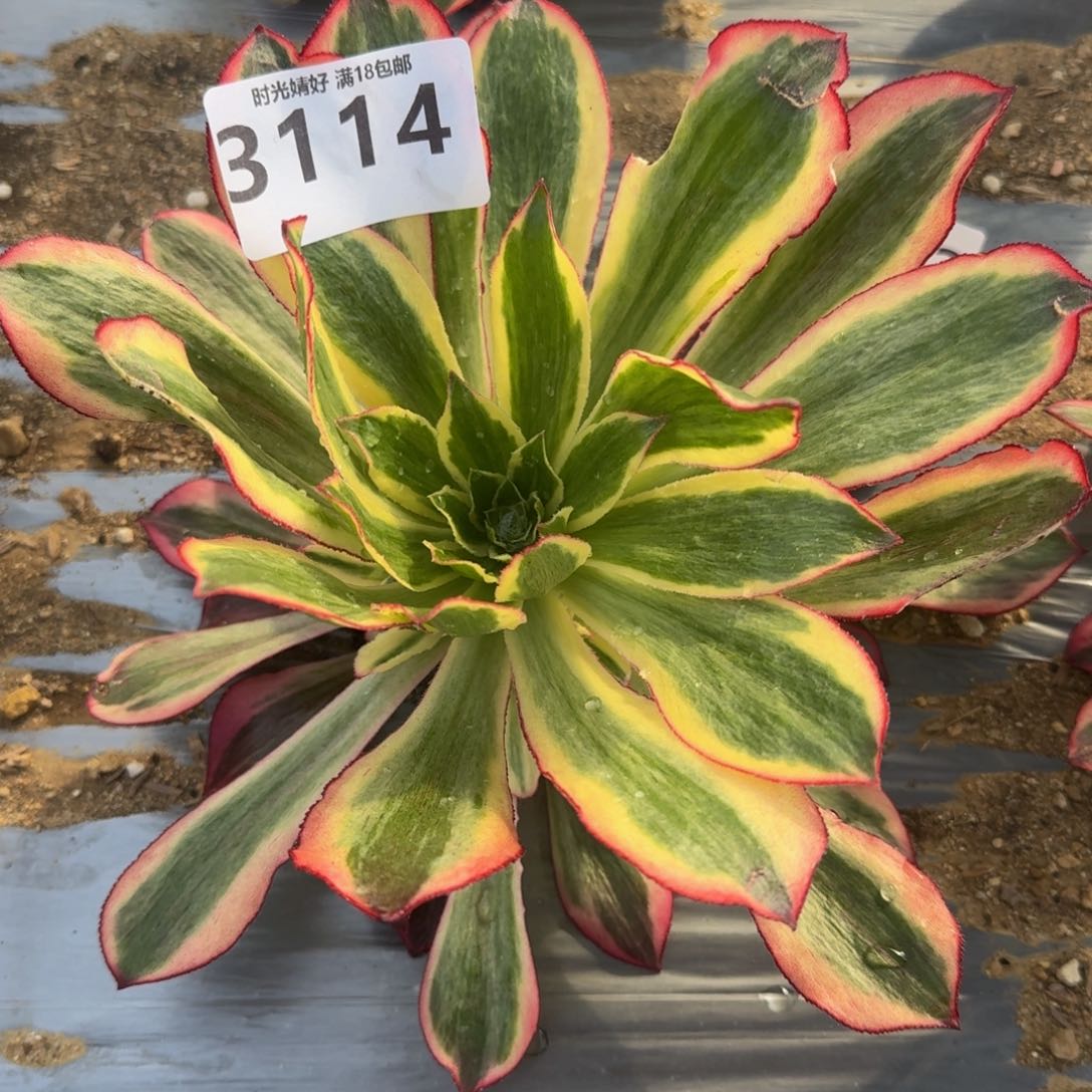 3114魅影多肉植物