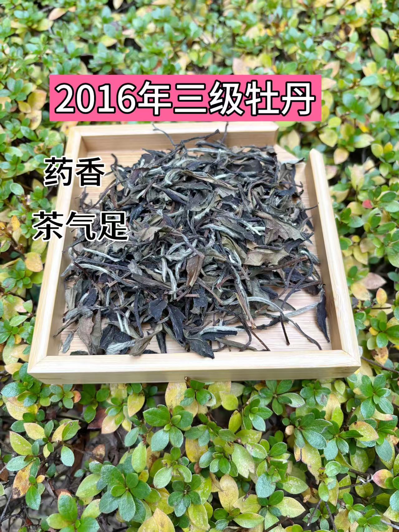 2016年老树牡丹政和白茶散茶陈韵足