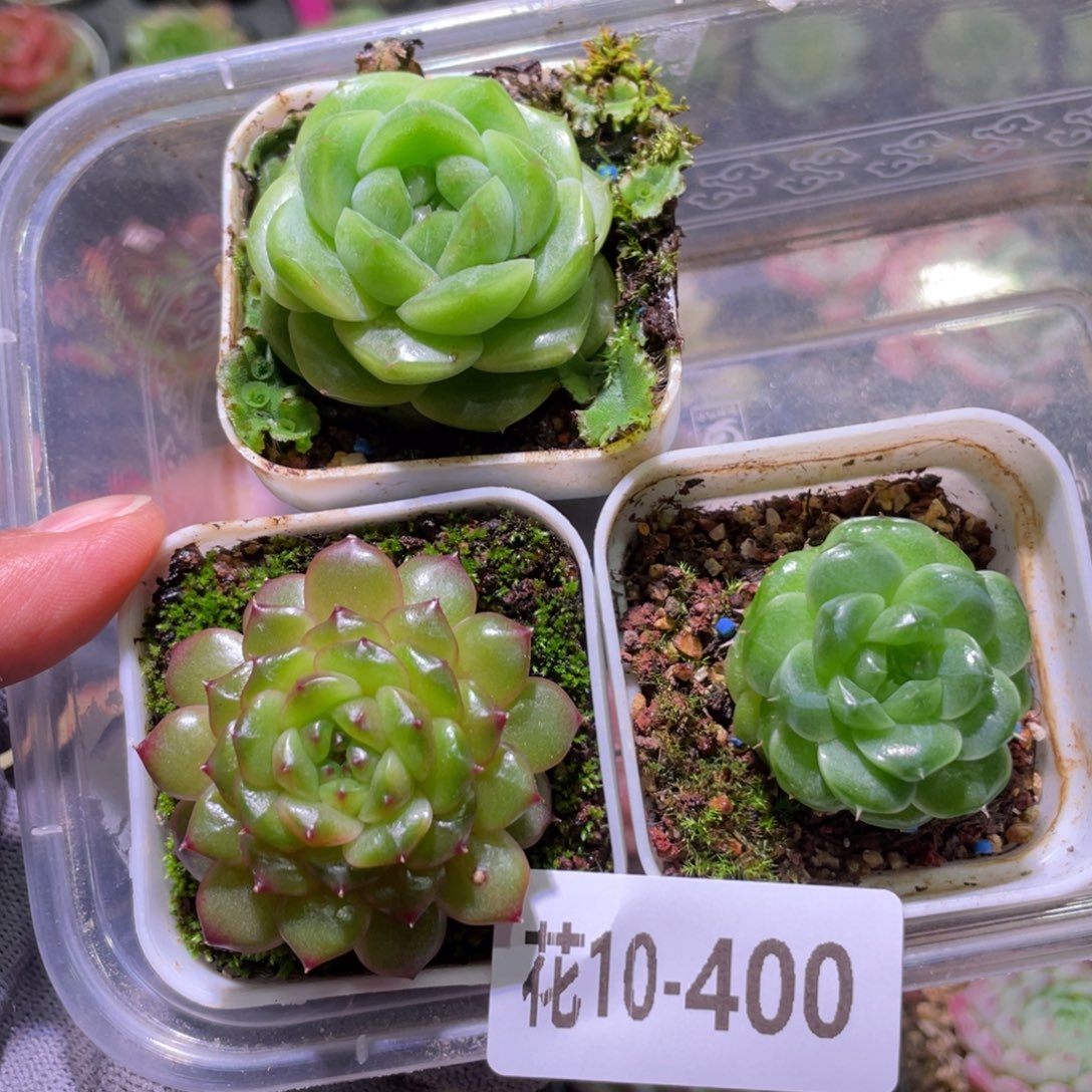 花利美10-400珍妮3颗