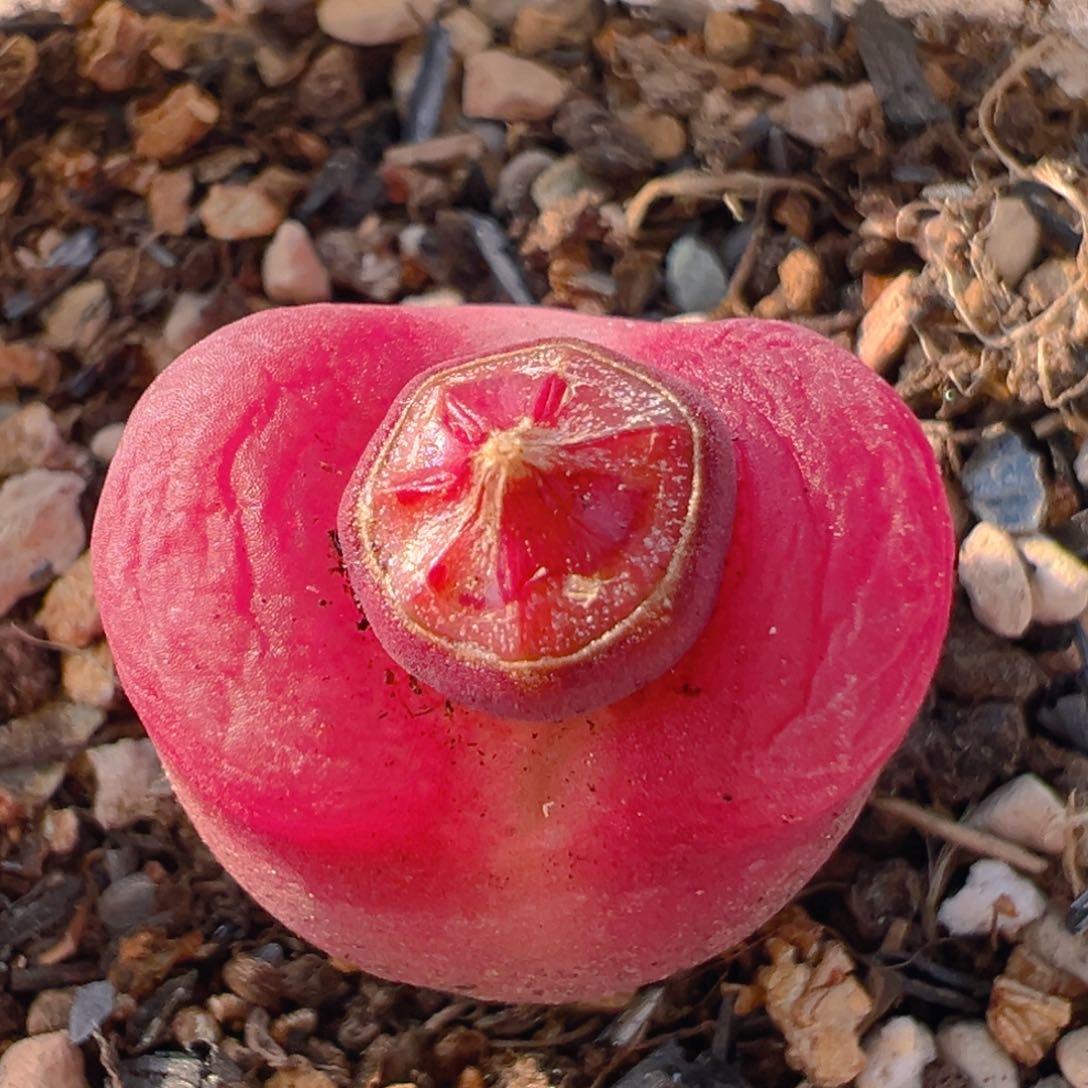 99多肉植物百科知识