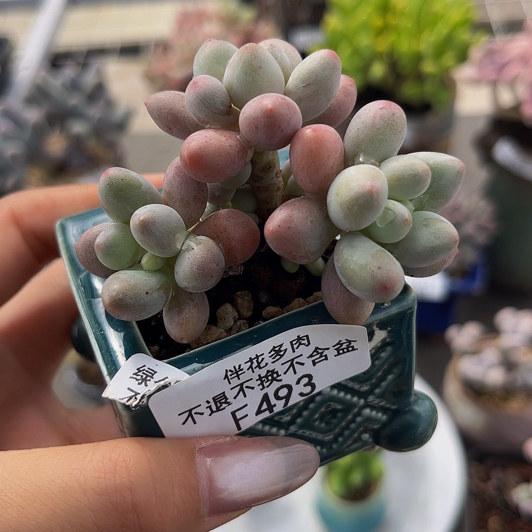 493-香水手指奶多肉4cm