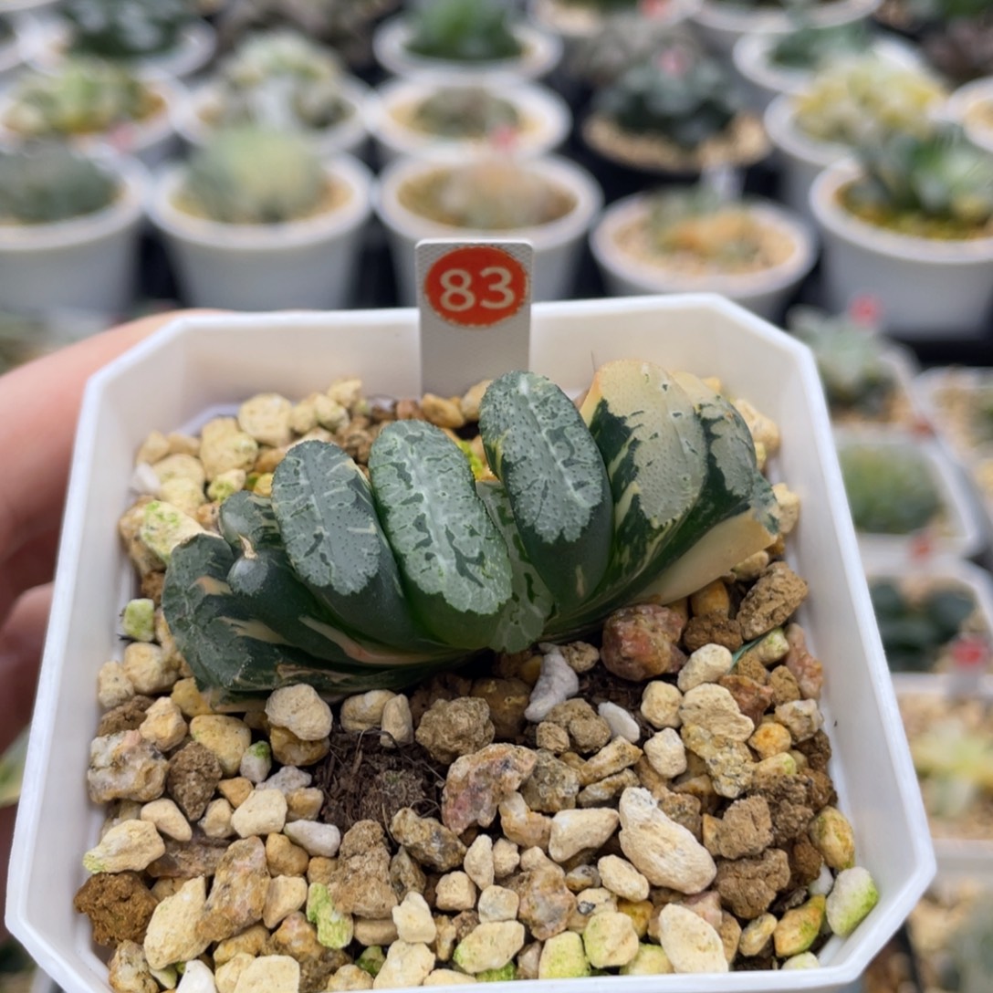 脱土发货 83 玄武锦
