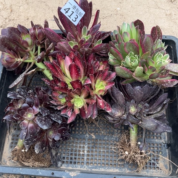 L*413不同品种6颗多肉