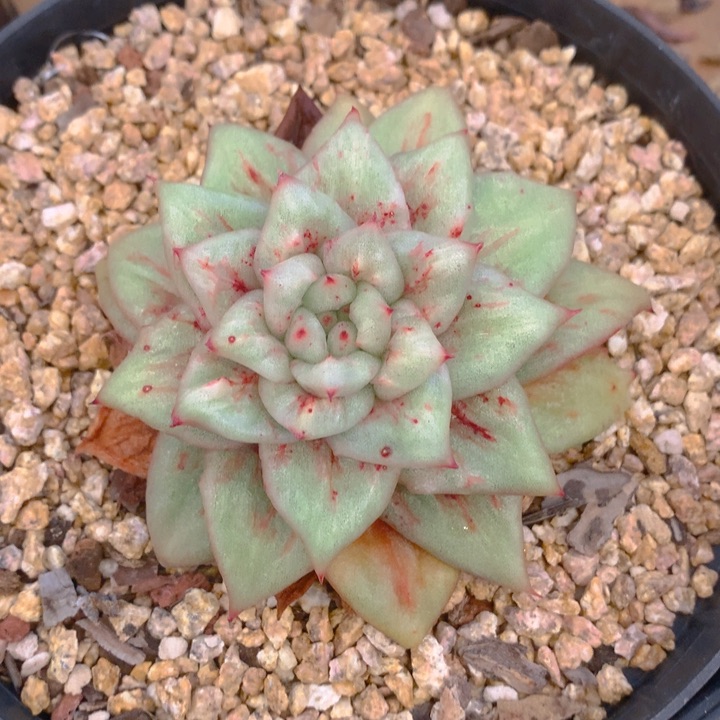 声*多肉乐园精品墙微