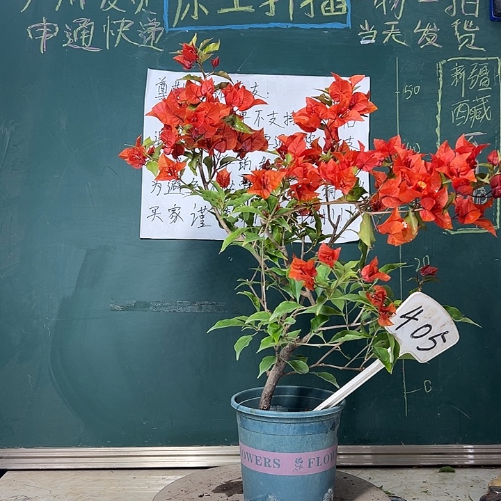 完全开放   热火桑巴 405