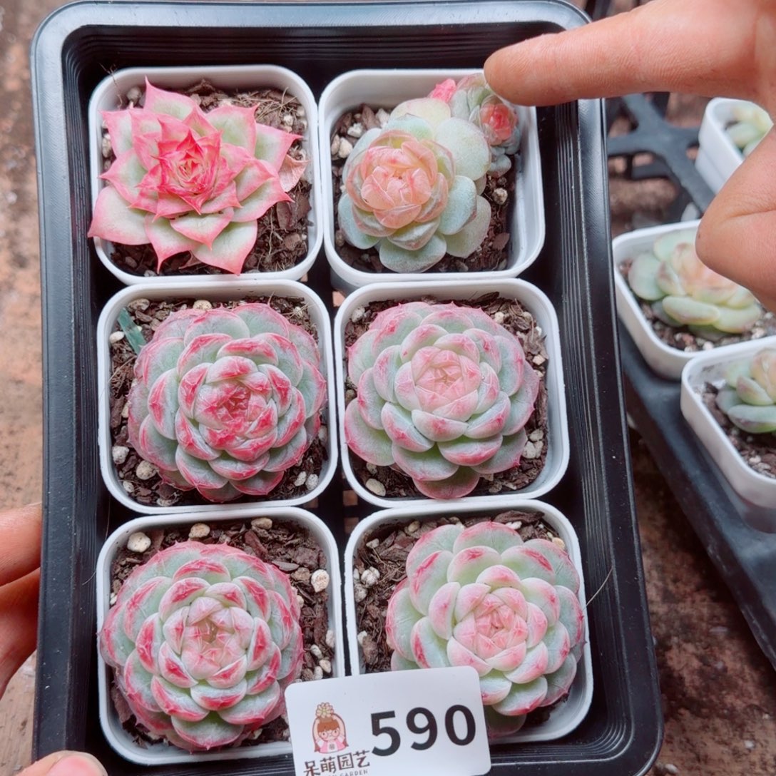 大***妮多肉植物多肉植物