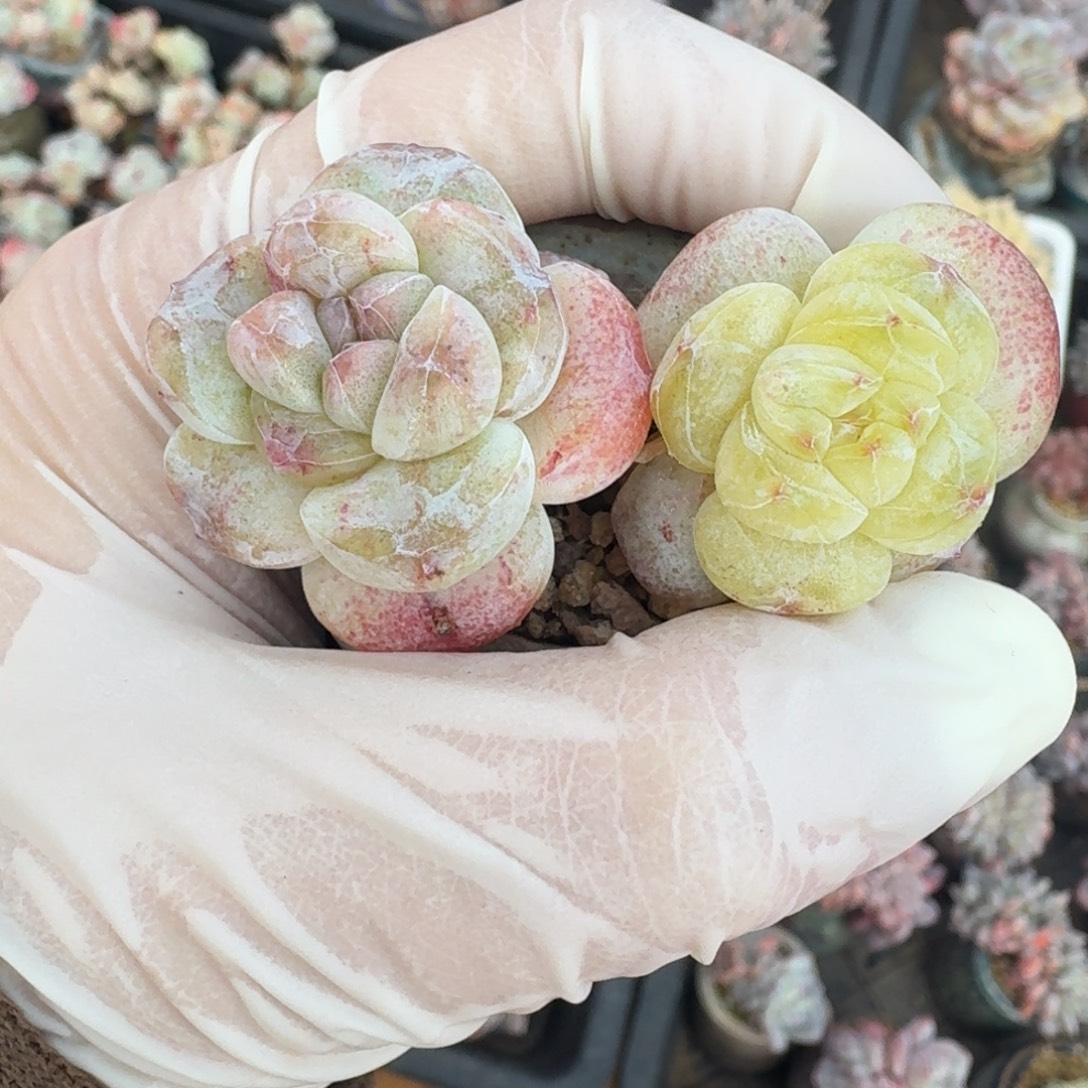 L***L一物一拍不退不换