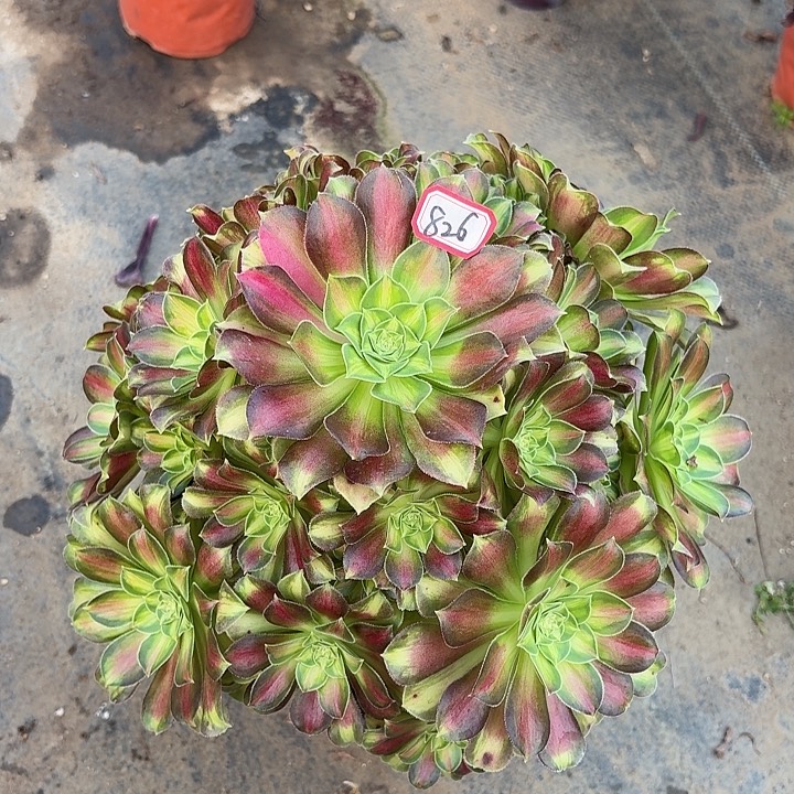 韶华826多肉植物法师