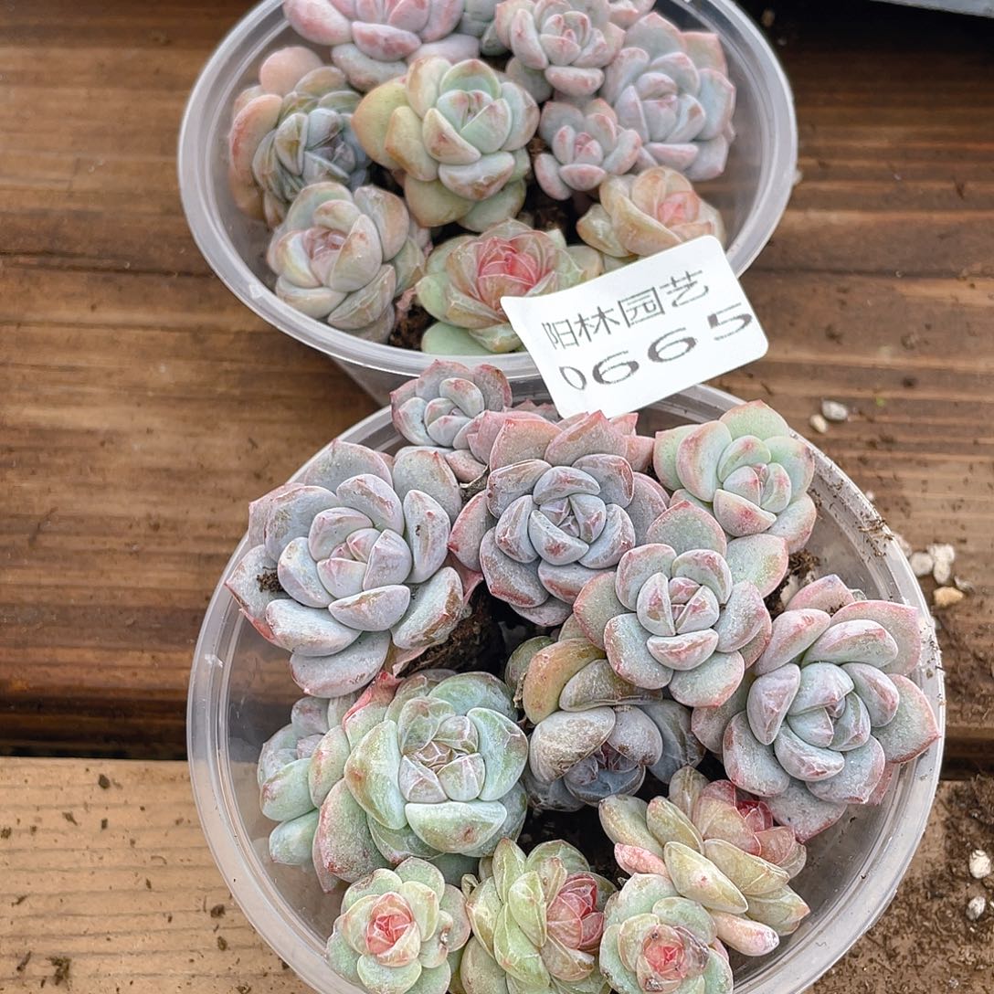 温***C多肉植物多肉植物665