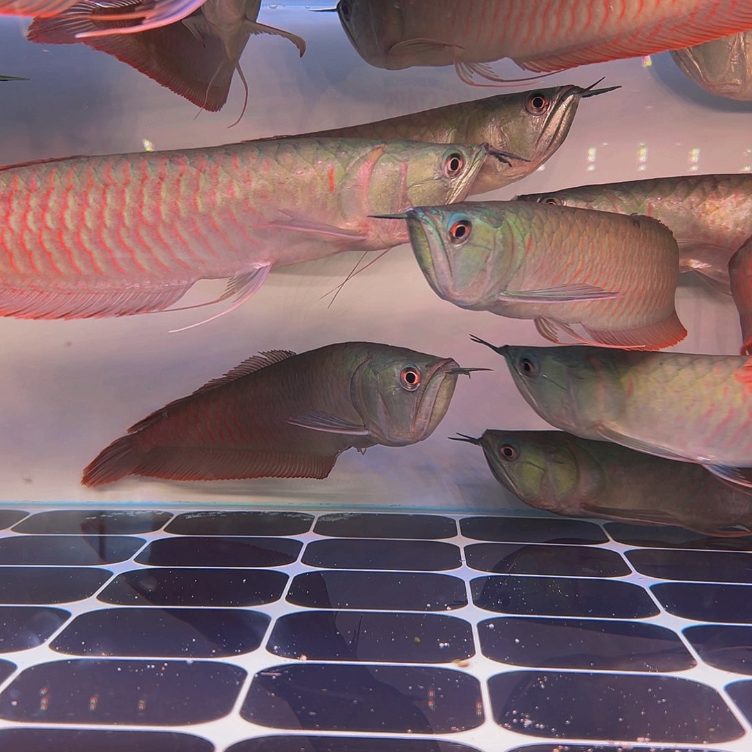 龙鱼?**?马来西亚刹车