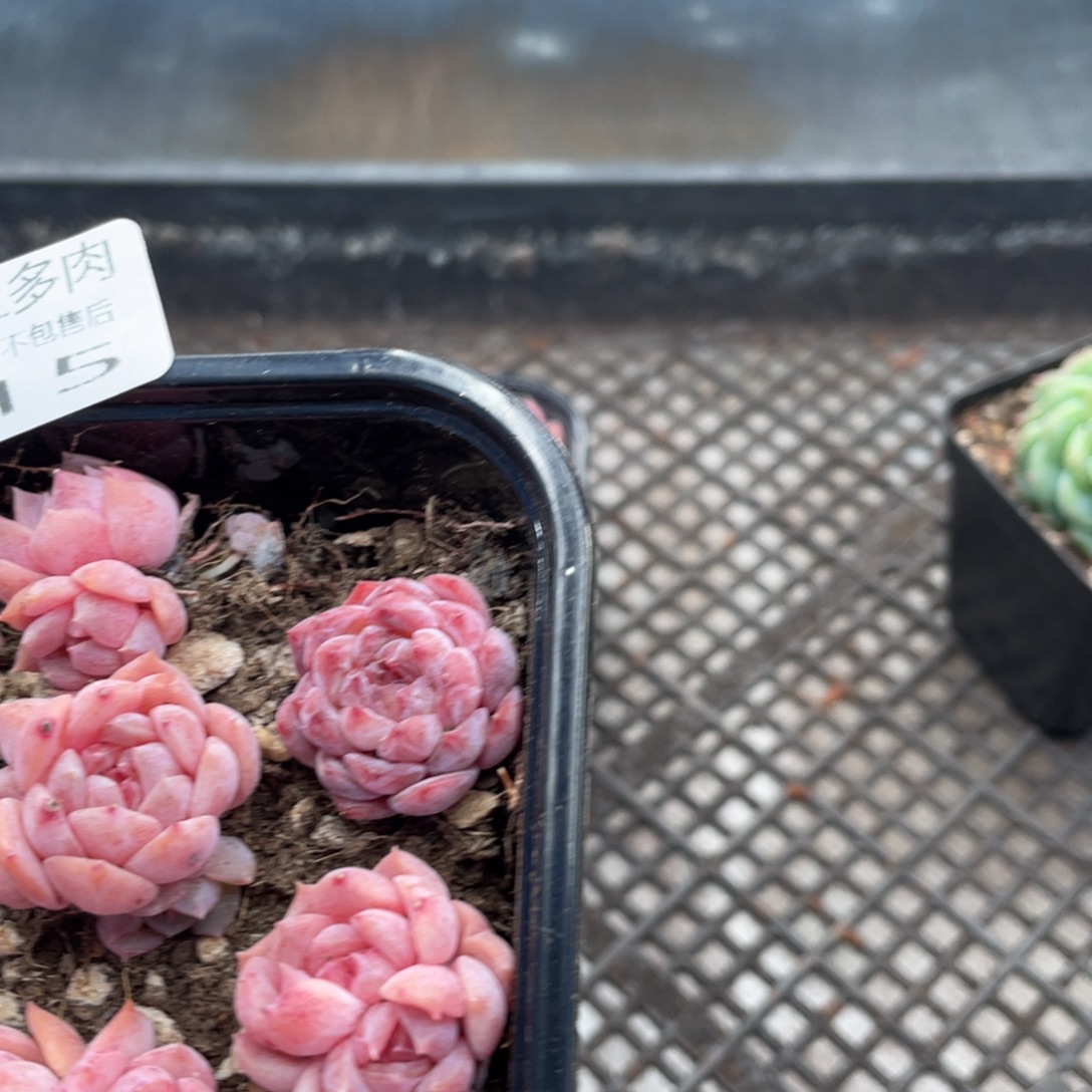 糕大上多肉植物115