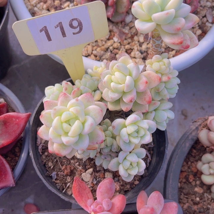 健健康康平平安安