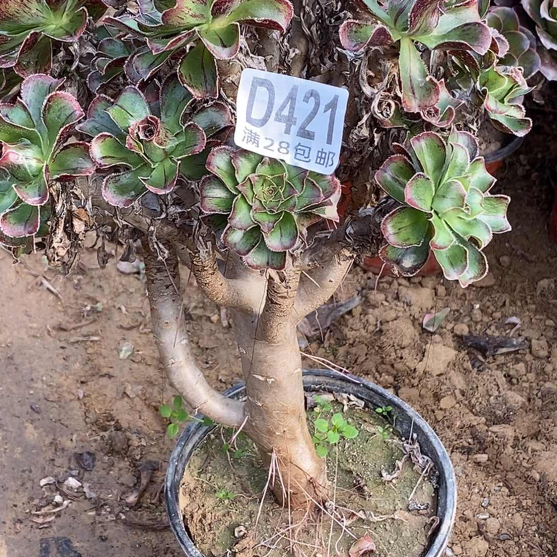 用***5421 多肉植物包邮不包断枝