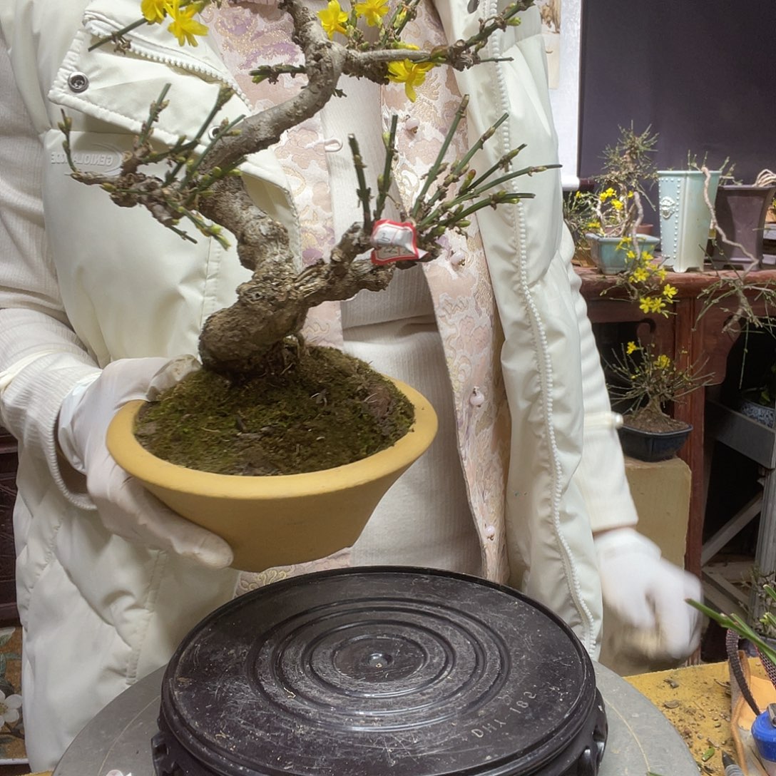 无花朵迎春花开了