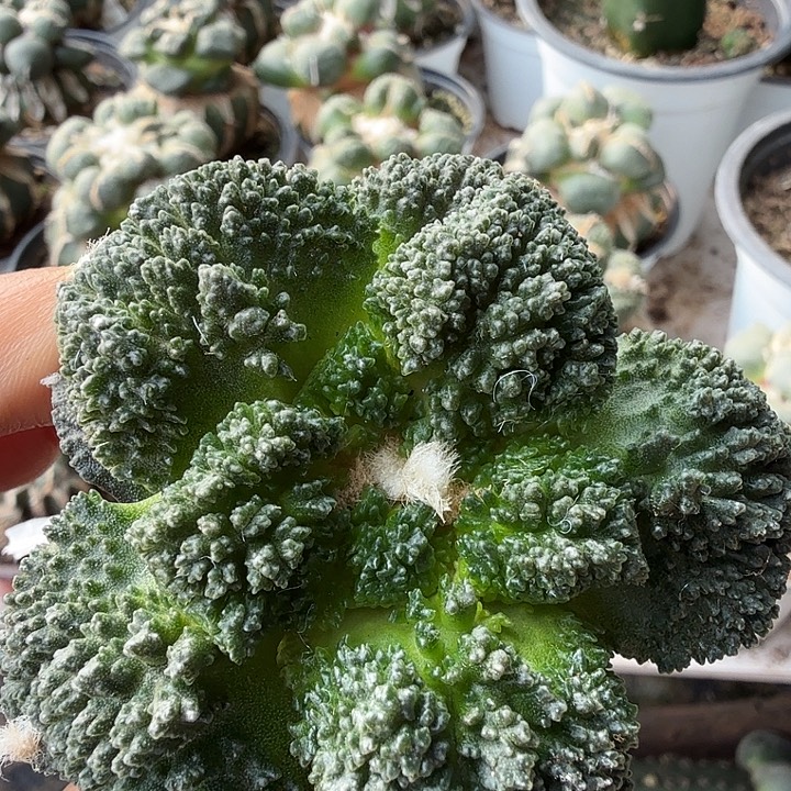 无花朵259细密尤哥怒牡丹