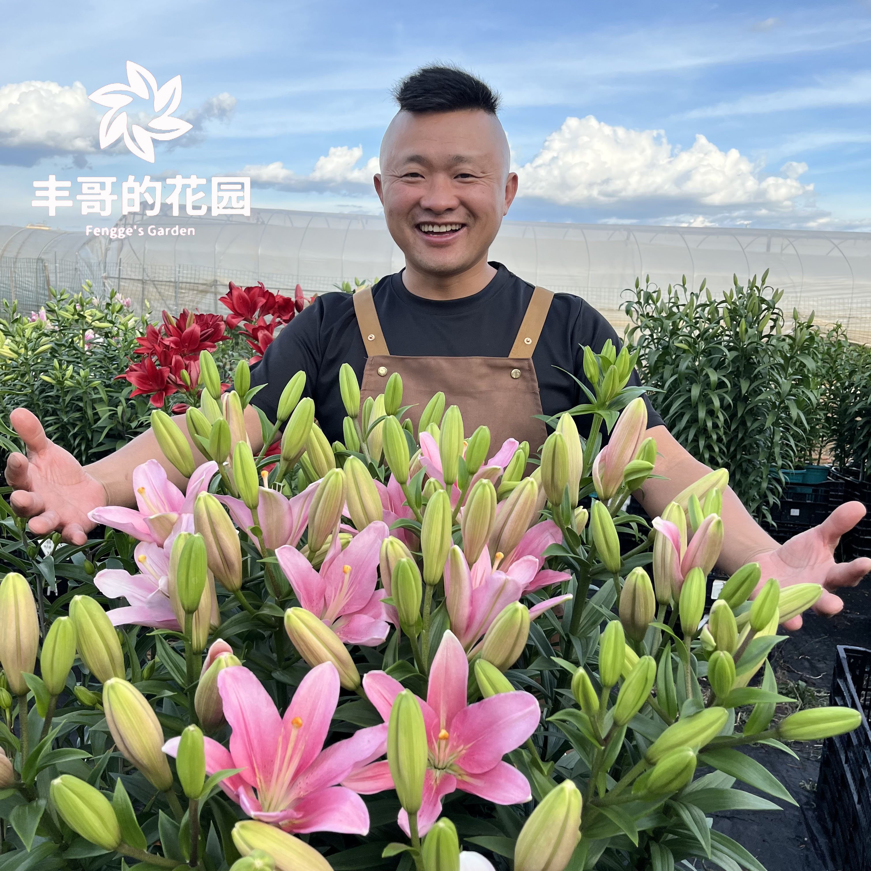  《布林迪西周长12/14cm》多SKU进口单瓣无香亚百合种球