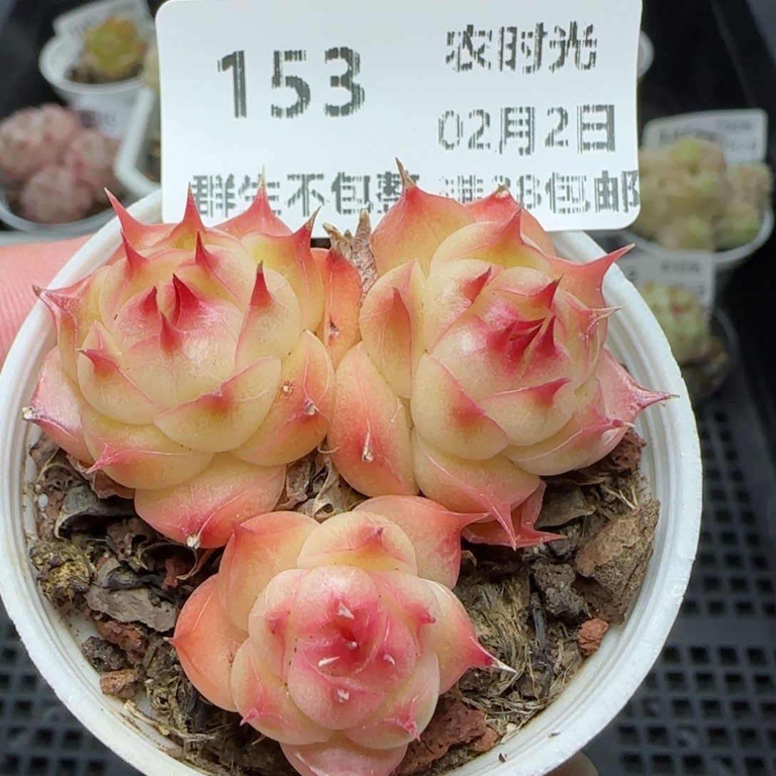 0202-153包子海王