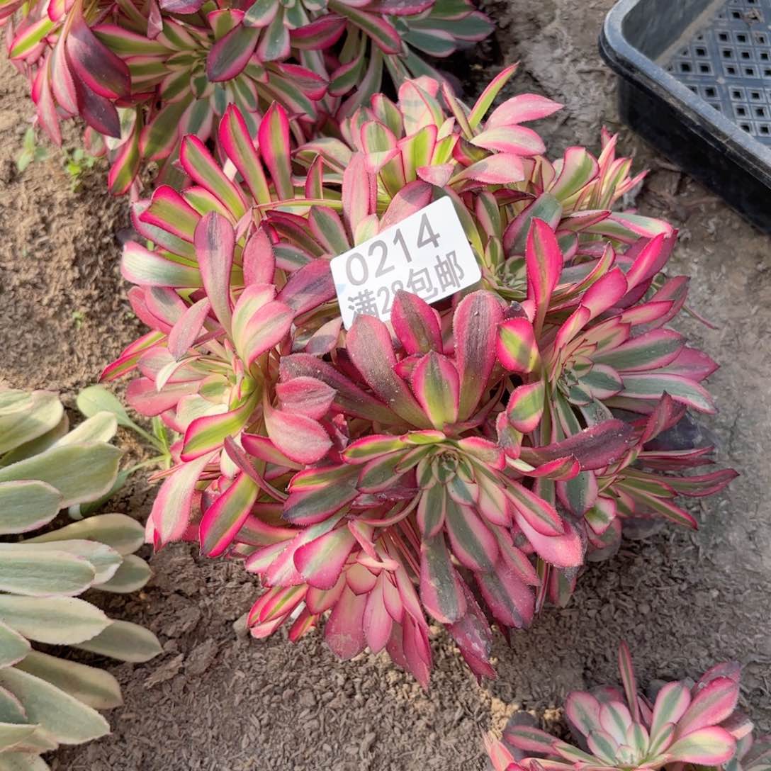 A.    0214红铜白多肉