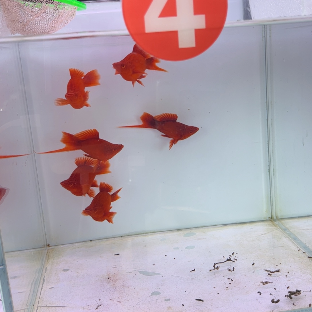 酷***店红剑鱼高鳍红箭球