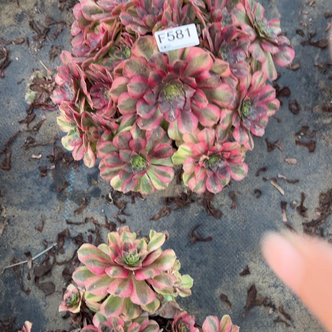 581雨荷多肉植物法师多肉