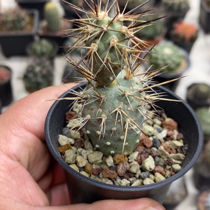 狂刺习志野特价福利