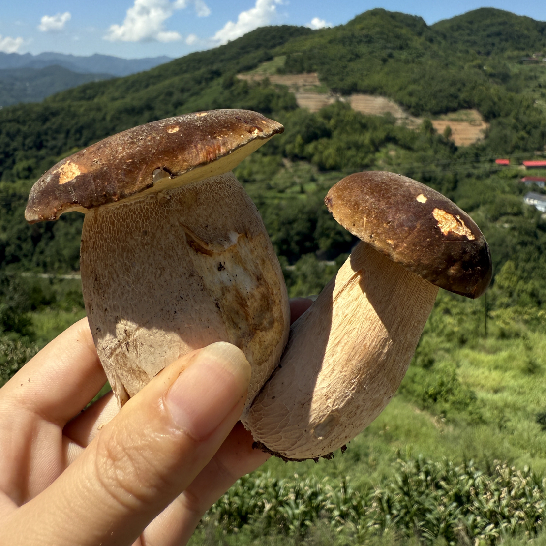 晒干【野生牛肝菌】秦岭高山土特产