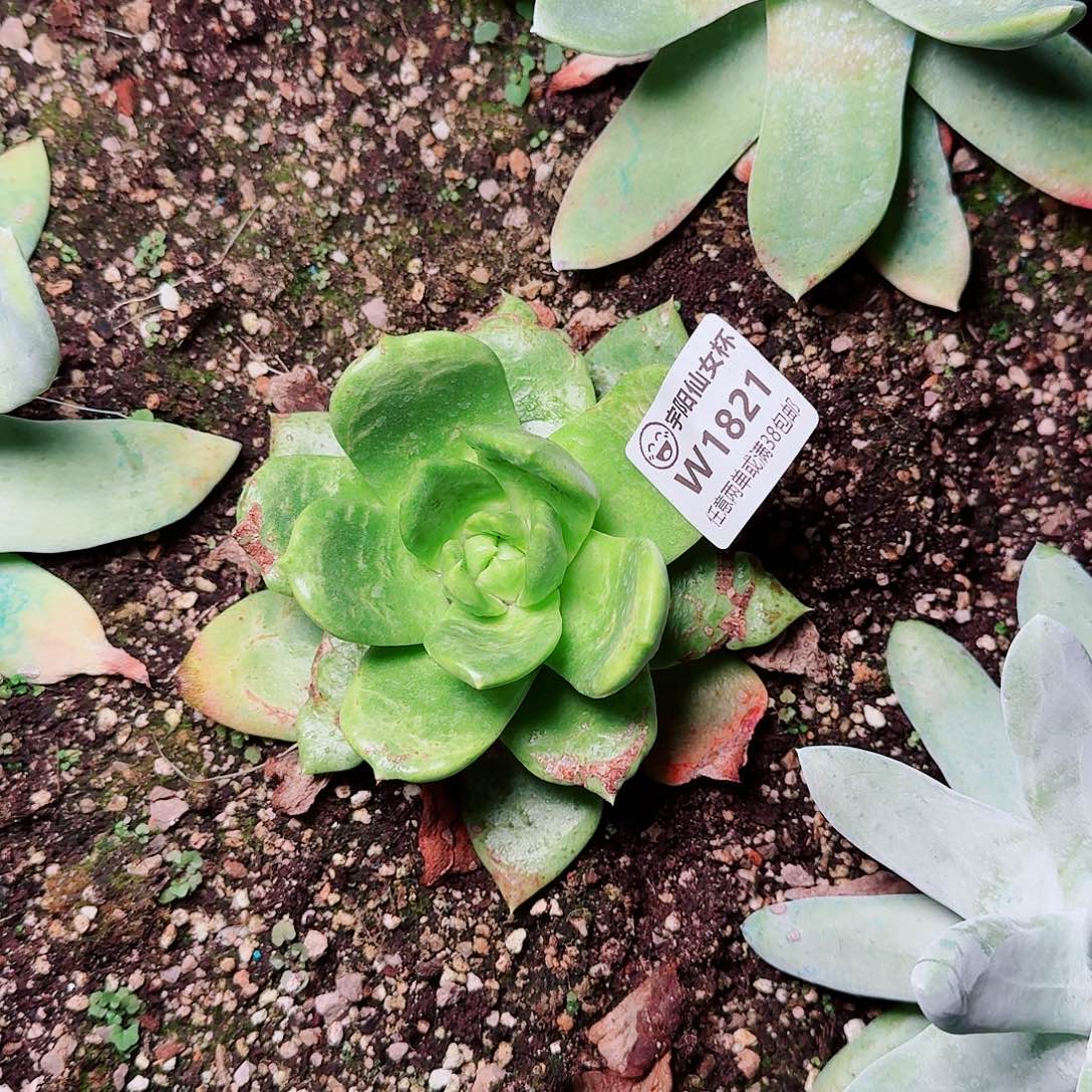 执***着1821绿拇指杂交多肉寄养