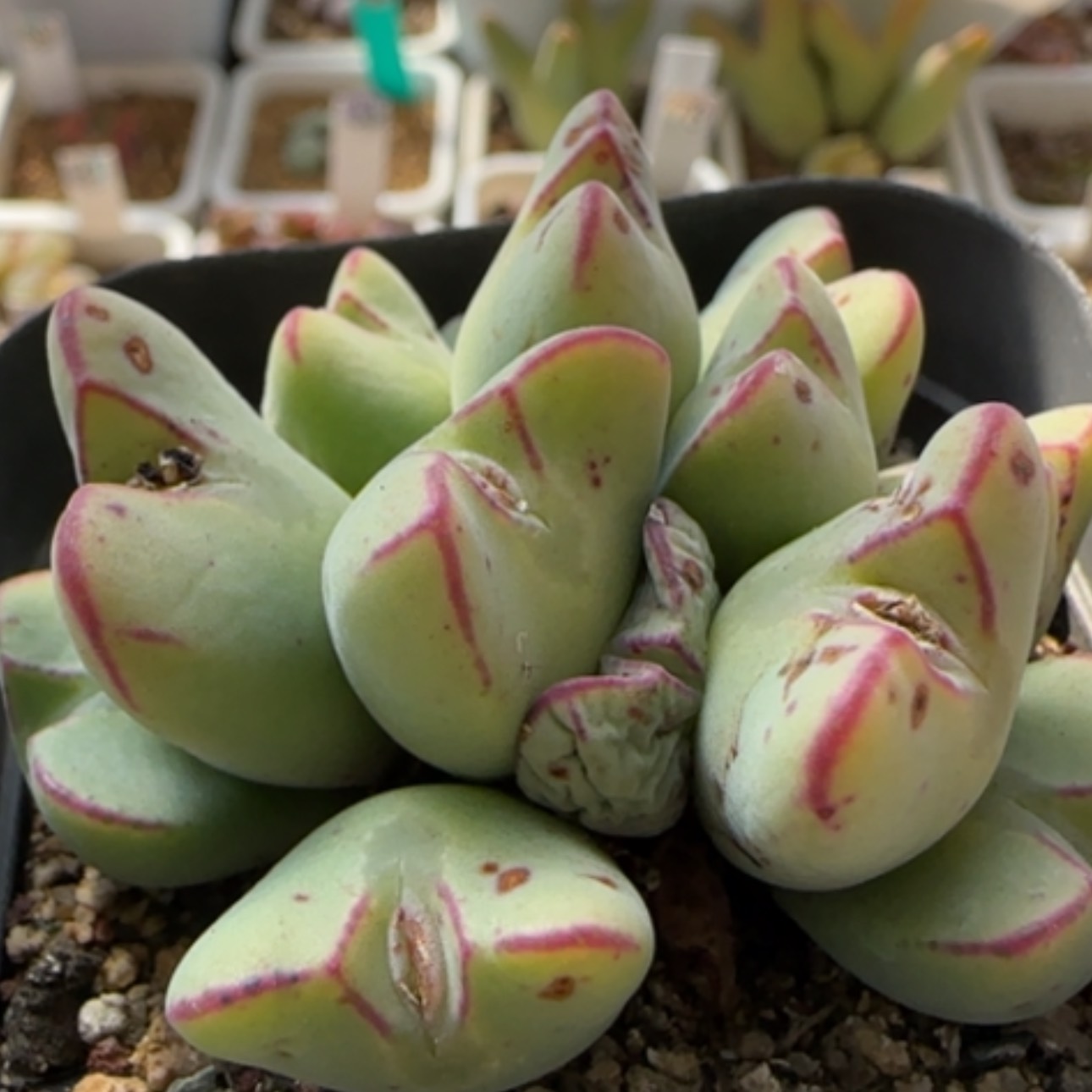 【闪购商品】8272      