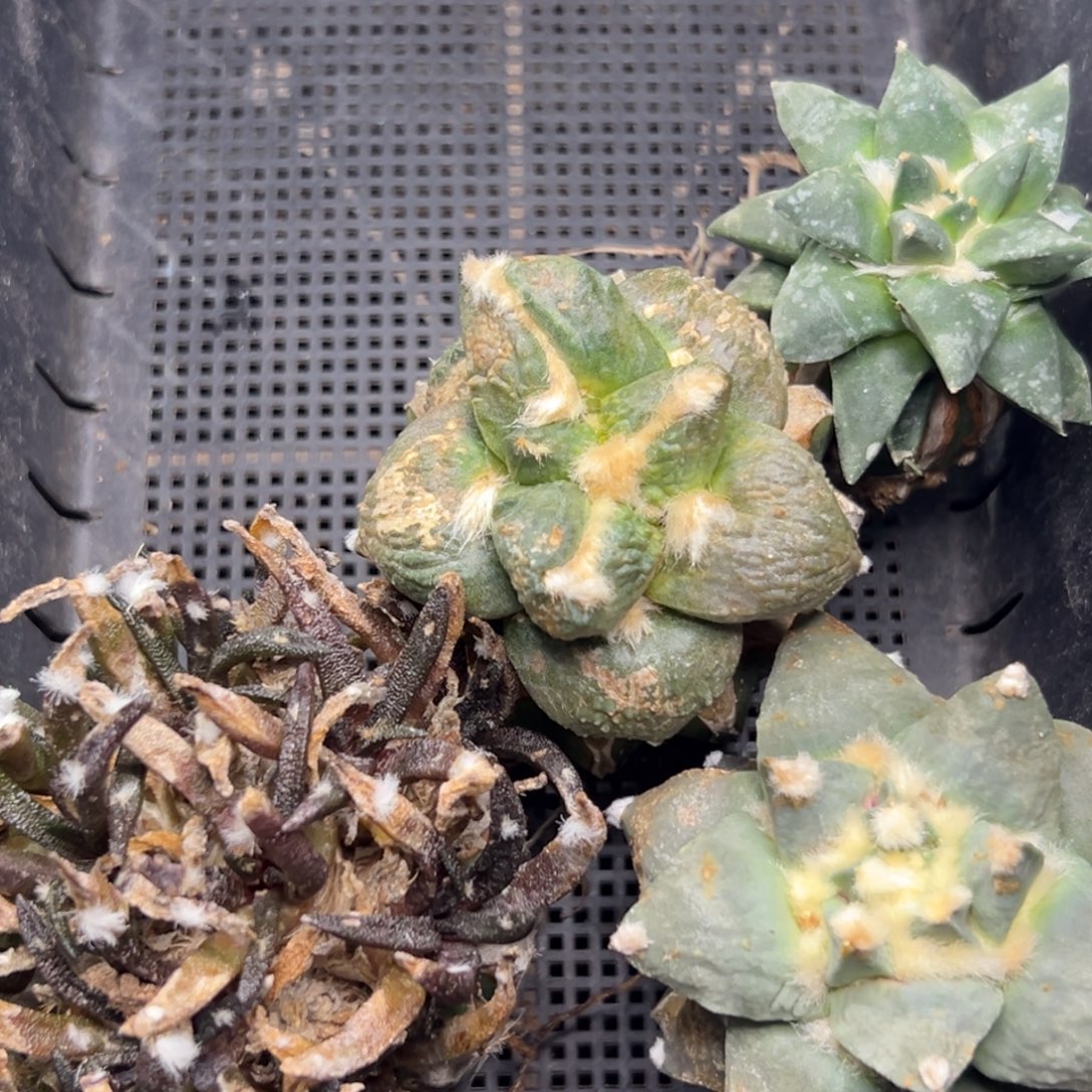 74。。。。。。仙人球等多种玩法游戏