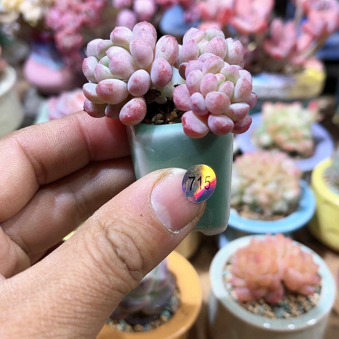 小蛋堡 含盆含土发货 30包邮偏远除外