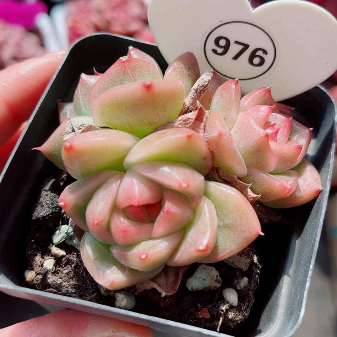 泡***️976号小老桩珍妮群