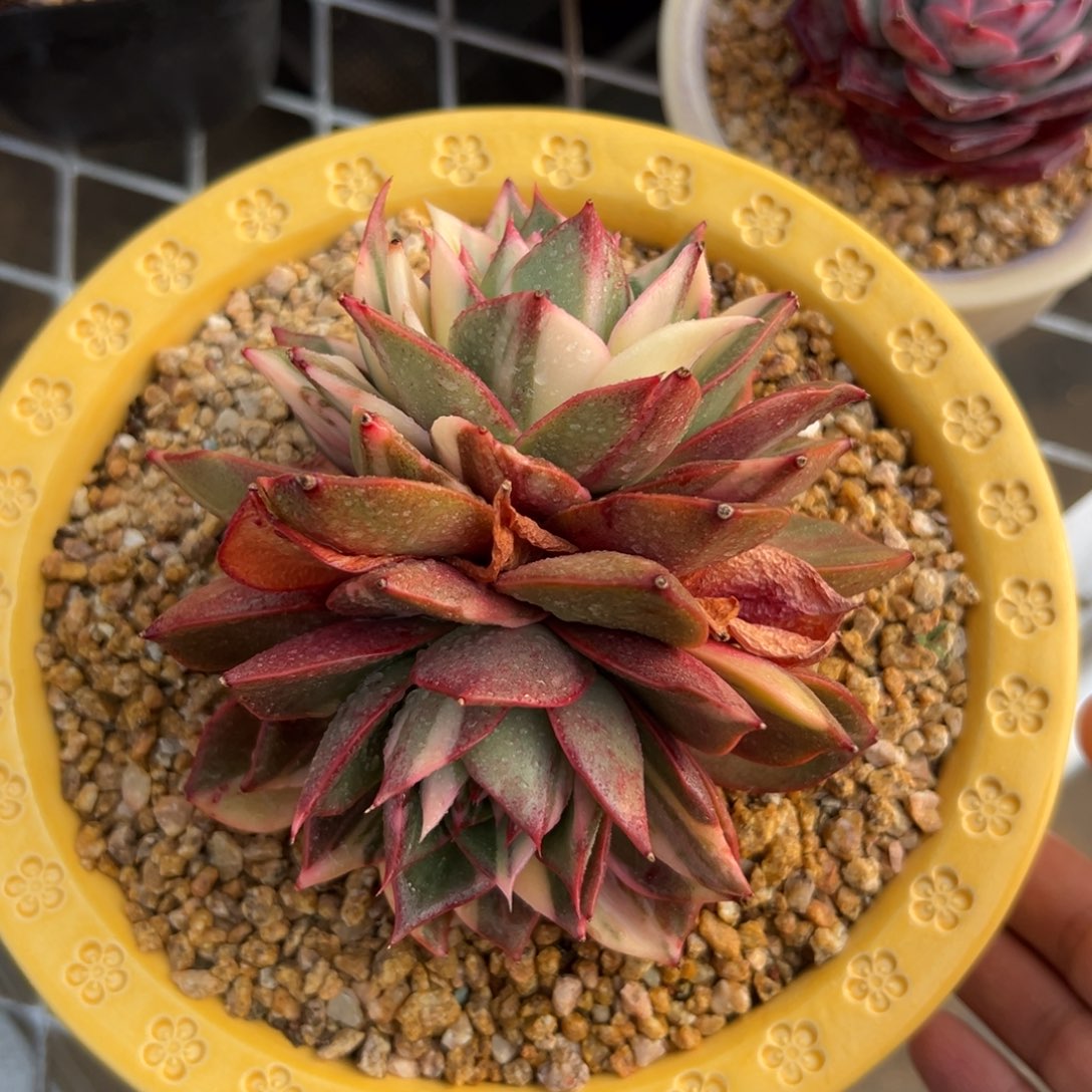 多肉精选编号0222-锦