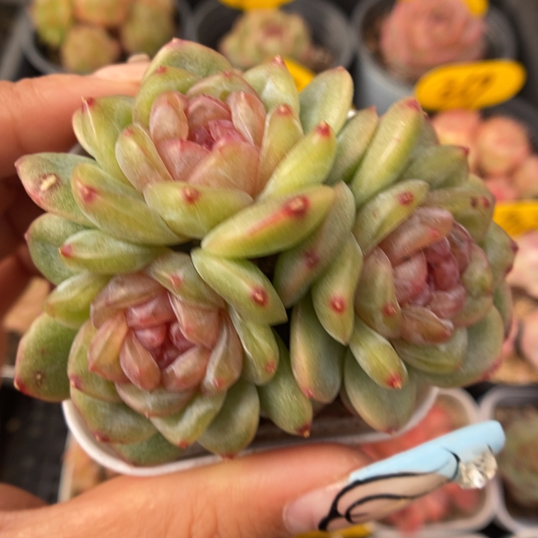 芙汐珍妮群生300号。 