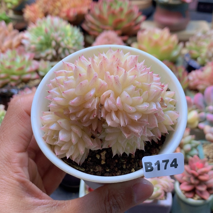 一物一拍满38包邮B174