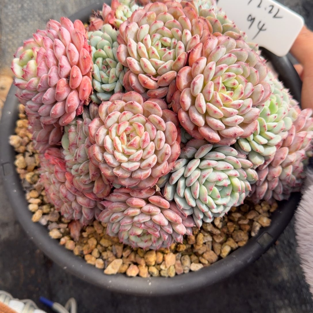 一物一拍精控白胖子94