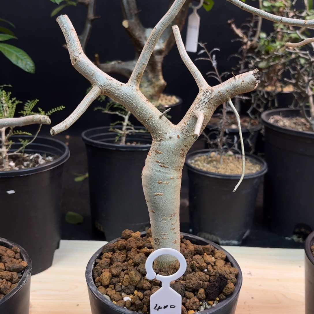 芳香橄榄精油面皮面筋