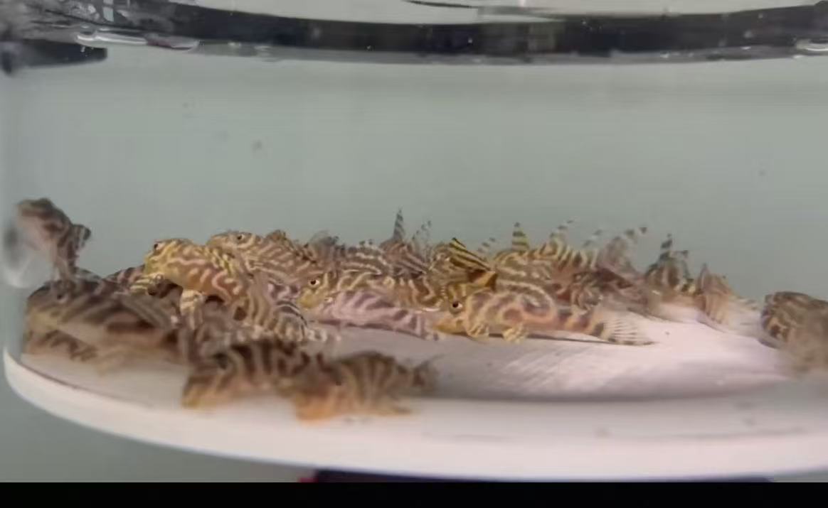 L333帝王迷宫3到5厘米包邮不包损