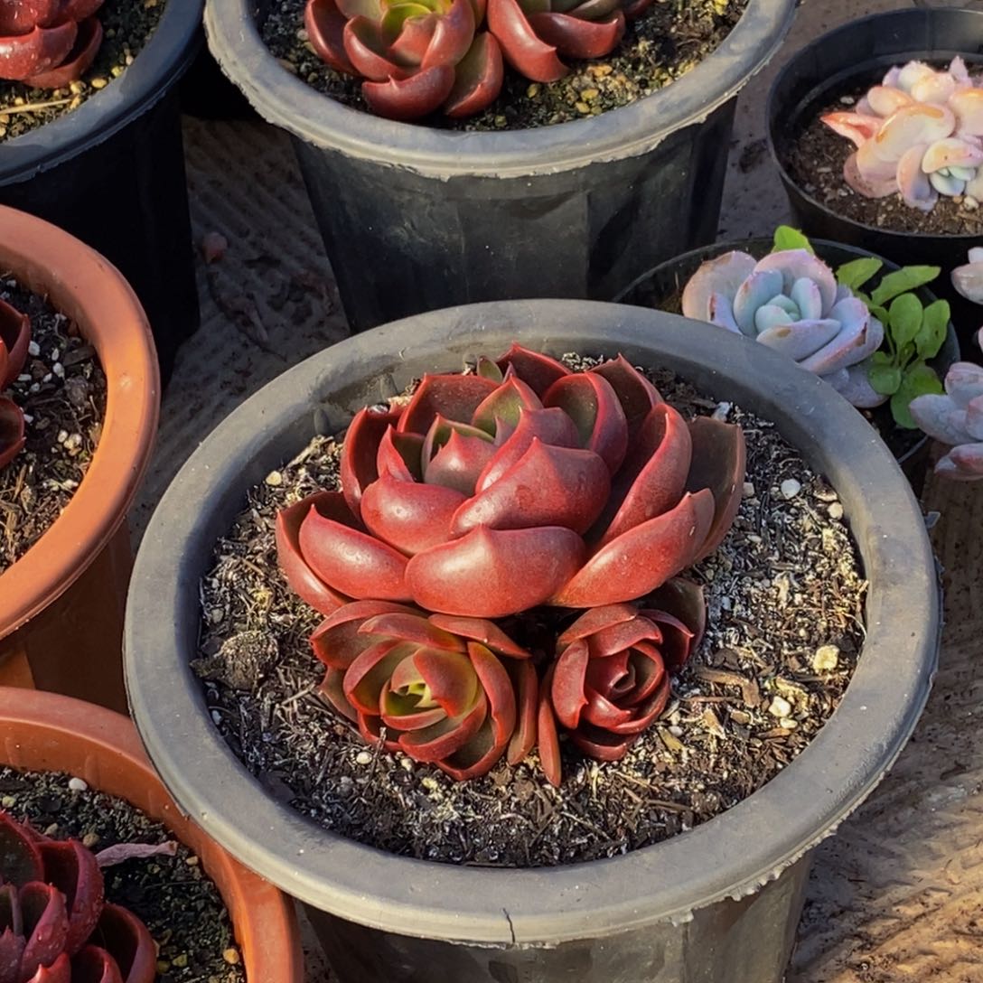 ʚ****ɞ48包邮一物一拍多肉