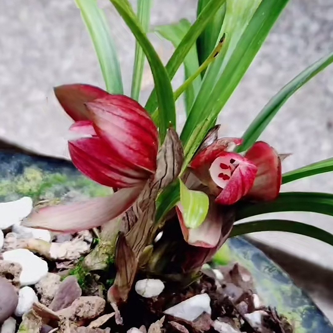 有缘兰花一物一拍3