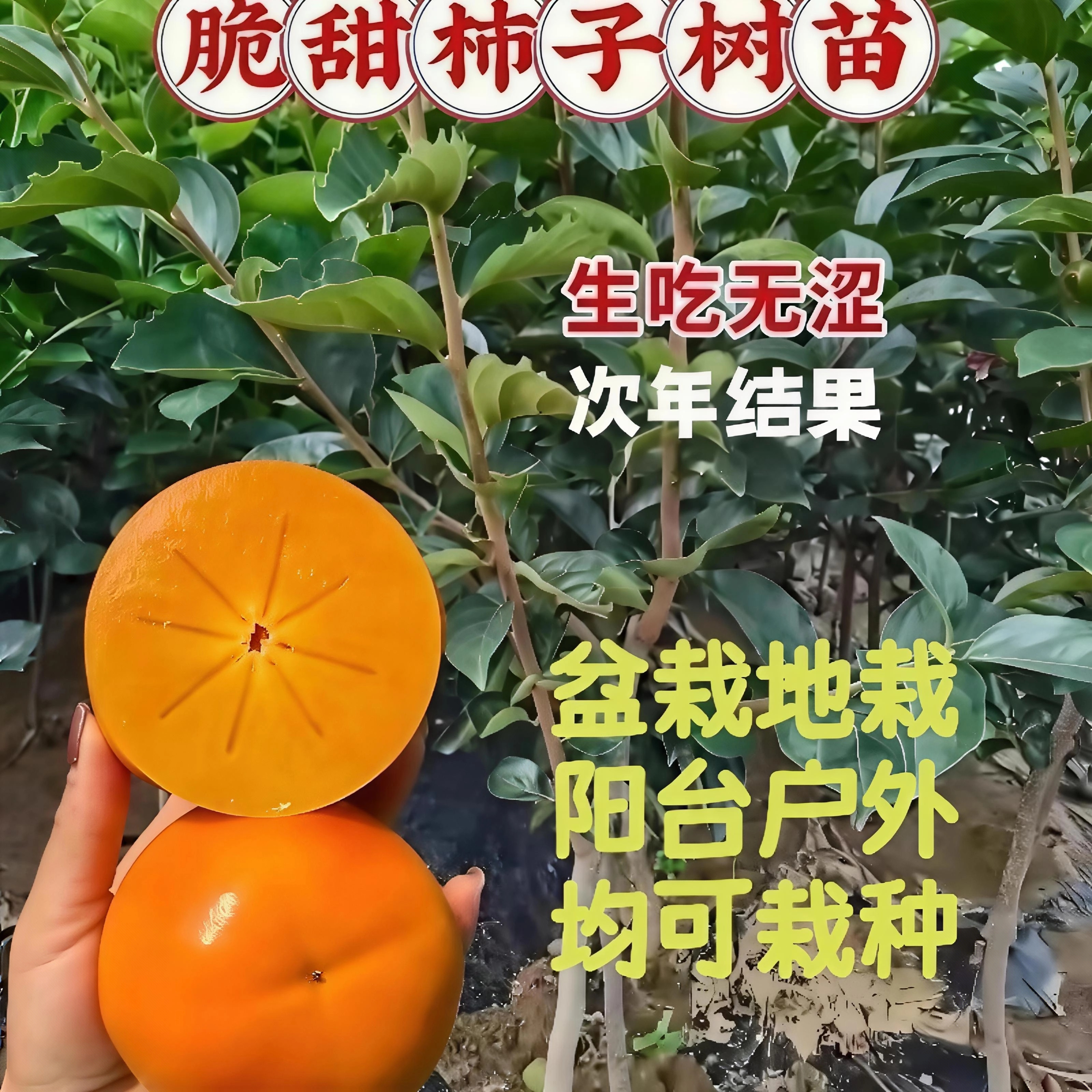 【脆甜柿子苗】耐寒盆栽地栽幼苗庭院室内南北方均可