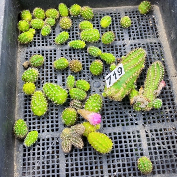 719白檀一物一图如图