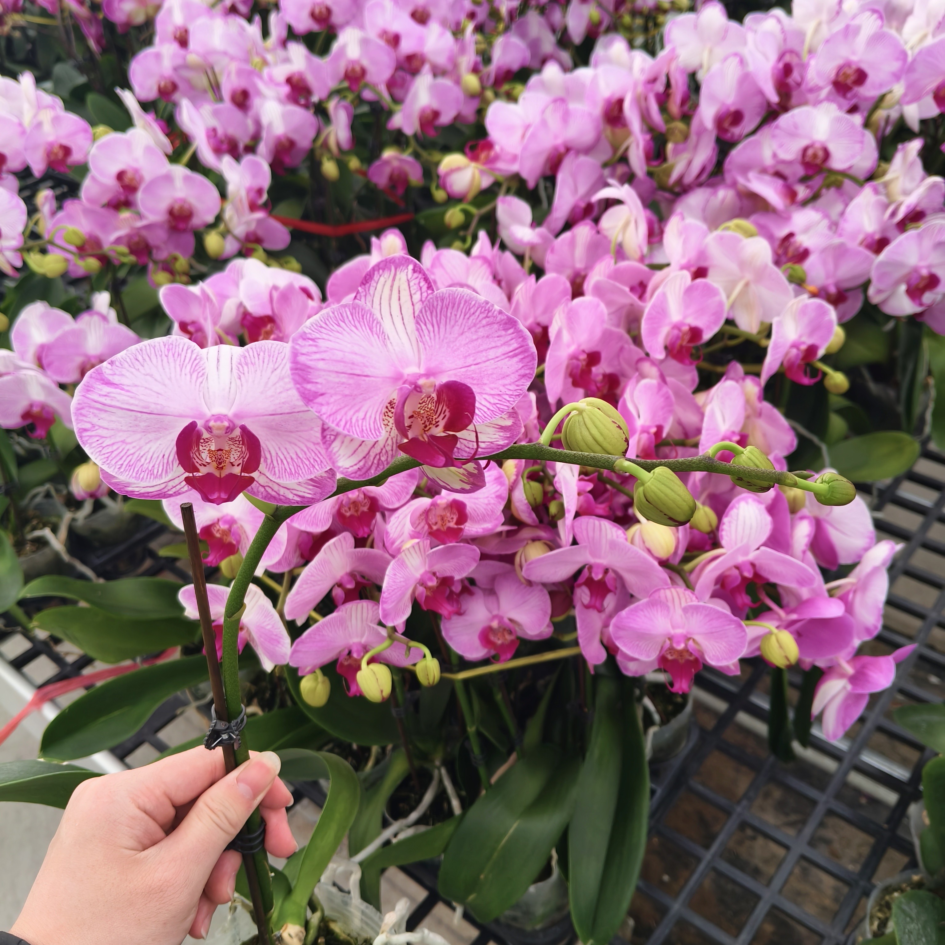 【水蜜桃】蝴蝶兰 紫色大花型 四季花 室内花精品 源头基地直