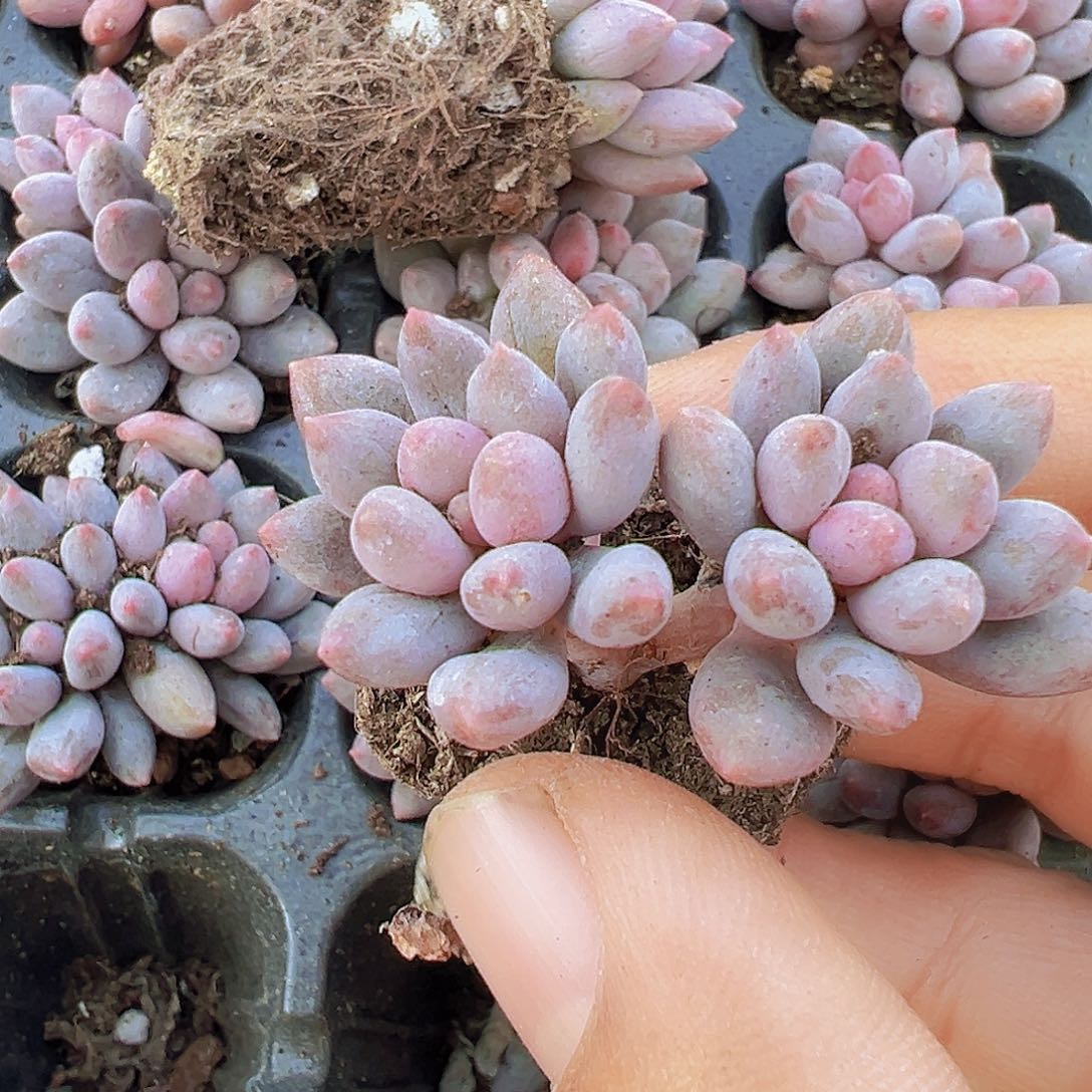 双头蓝舌美人苗3颗