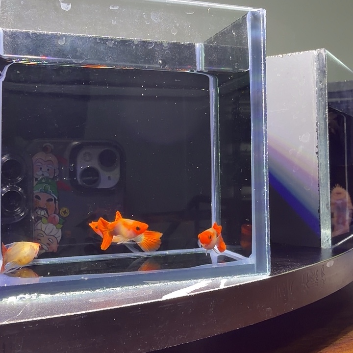 海水鱼红头玻璃，猫C1对