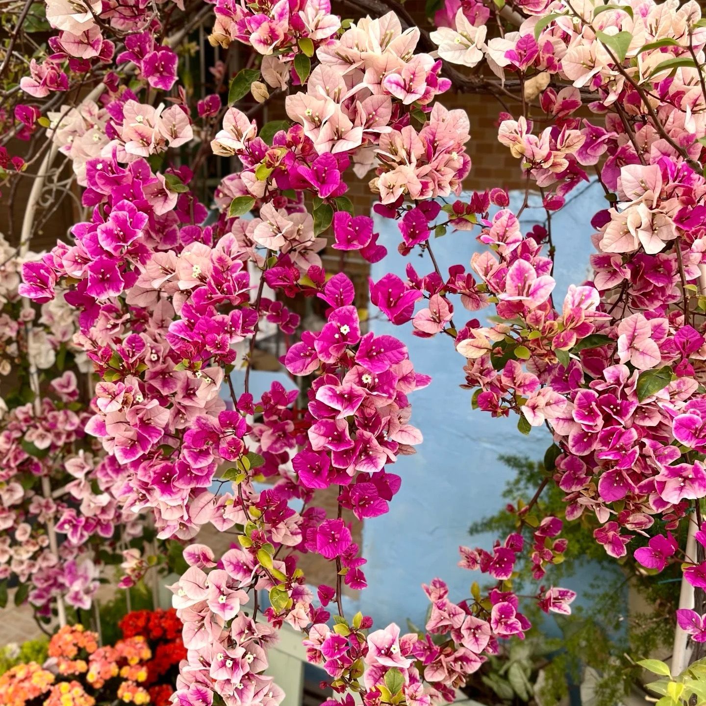 【漳红樱+绿叶樱花0.5】百变花蝴蝶 渐变勤花耐活观赏三角梅