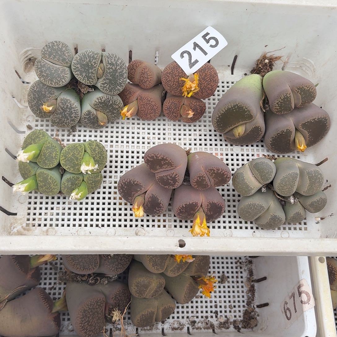 K***~生石花一物一拍6颗215
